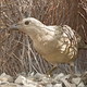 Illustration for article titled Ornithologists Determine that Male Bowerbirds are Probably Tricksters